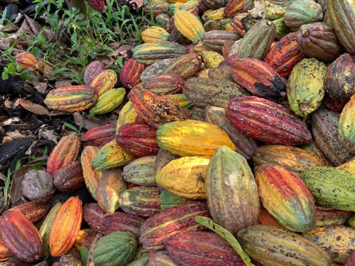 Cooperación para impulsar segunda fase del proyecto de cacao en Vichada