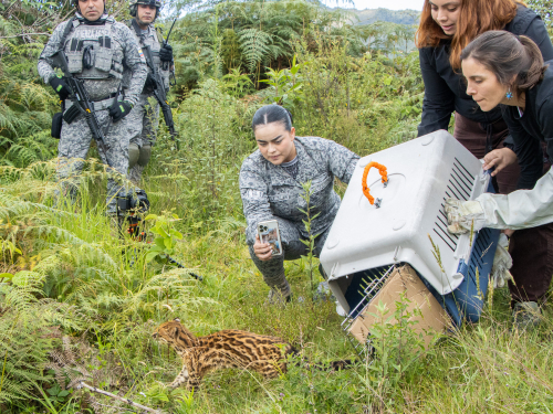 Trabajo articulado entre Fuerza Aeroespacial y Cornare permitió la liberación de un Tigrillo en Antioquia