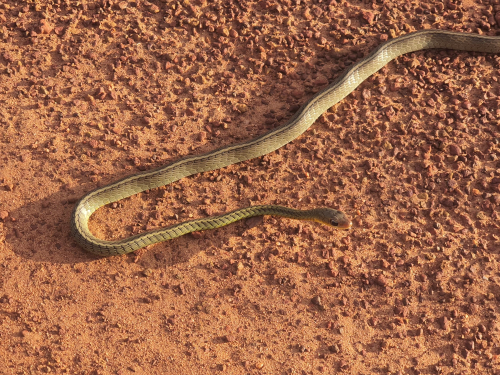 Reubicación Estratégica de Serpientes en Vichada ante la Sequía