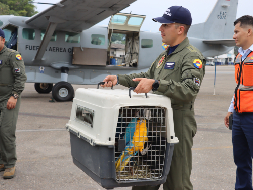  Aves víctimas de tráfico ilegal, fueron transportadas a un nuevo hogar por su Fuerza Aeroespacial Colombiana