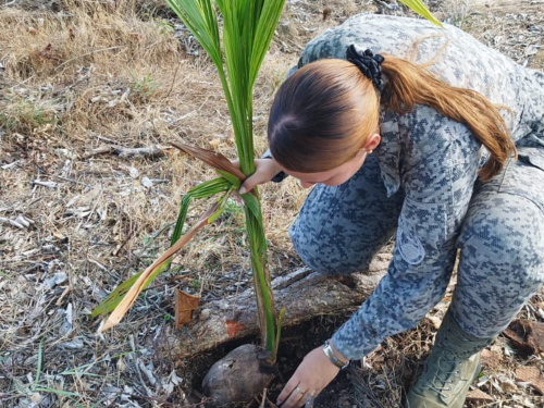 Proyecto de plantación de árboles nativos en San Andrés