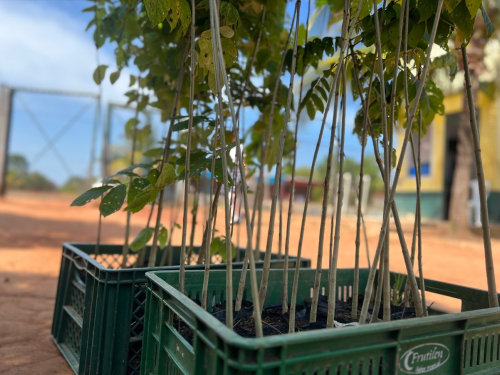 Plantación de 3000 Plántulas en Vichada: Una Iniciativa Ambiental