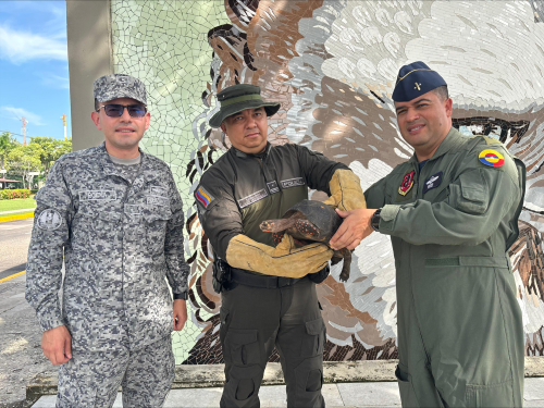 Tortuga morrocoy encontrada en Base Aérea de Malambo fue entregada a la Policía Ambiental