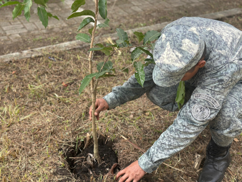 En una jornada satisfactoria de reforestación, distintos sectores del municipio de La Dorada, Caldas, se beneficiaron con la siembra de más de 30 árboles de especies como guayacanes, oití, guayabo rosado y amarillo. La actividad se desarrolló en barrios como La Concordia, Victoria Real, El Japón, Villa Carmenza y Obrero, entre otros, consolidándose como un importante proyecto ambiental, que ha contado con la participación activa de su Fuerza Aeroespacial Colombiana.  La iniciativa ha sido posible también, g