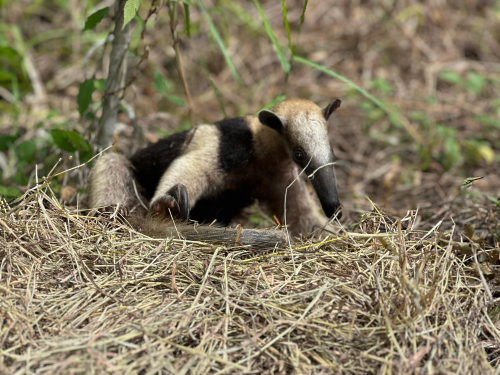 Oso mielero es liberado en reserva natural de la Fuerza Aérea Colombiana