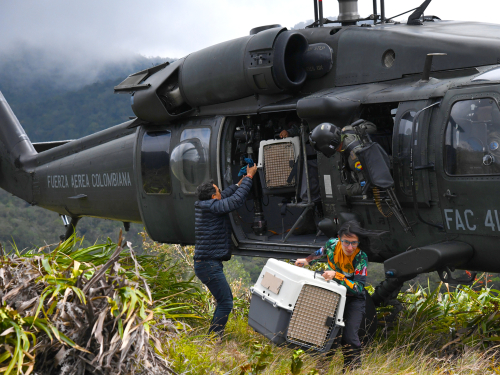 En un helicóptero UH-60 dos animales silvestres regresan a su hábitat natural
