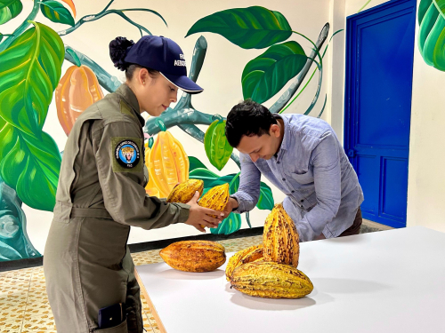 Trabajo Interinstitucional mejora la productividad del cacao en Solano, Caquetá