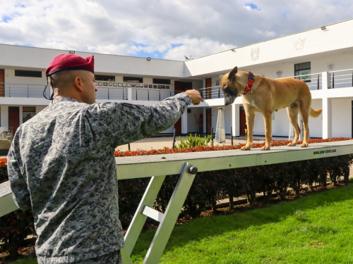 Leales y precisos binomios caninos culminan entrenamiento especializado en seguridad