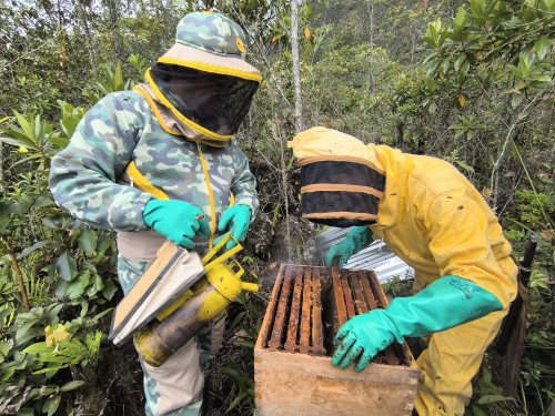 El sabor de las segundas oportunidades florece en Casanare