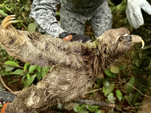 Rescate oportuno a oso perezoso llevado por la corriente del río Caquetá