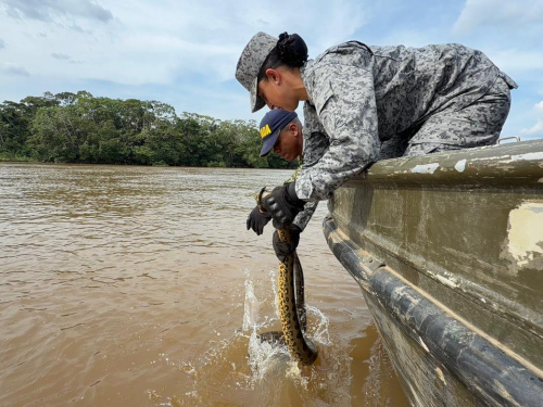 Reubicación de anaconda refuerza compromiso ambiental en el Caquetá