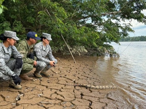 Reubicación de boa constrictor reafirma compromiso ambiental interinstitucional en el Caquetá 