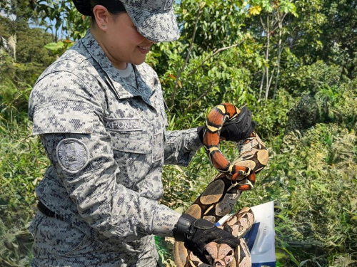 Acción conjunta facilita el control y reubicación de serpiente en el Caquetá