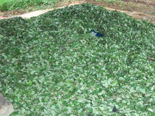 Laboratorio para procesamiento de coca fue destruido en Cumaribo, Vichada.