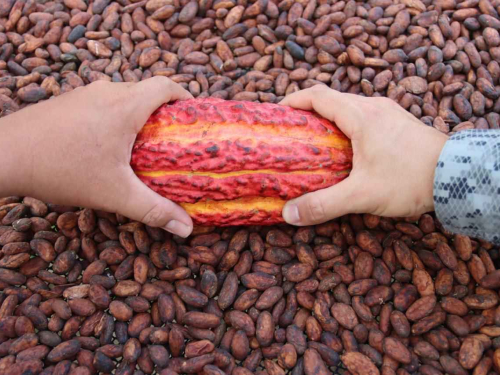 Capacitación técnica fortalece la cadena cacaotera amazónica en el suroriente del país