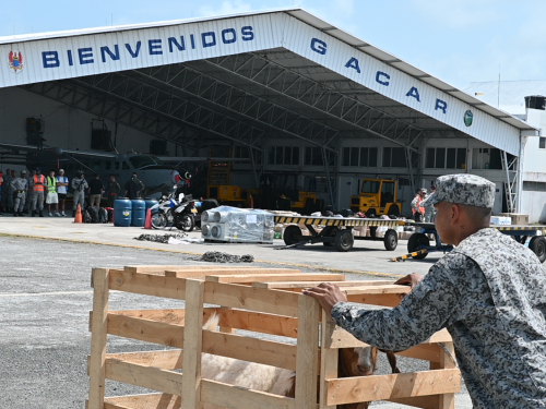 Traslado de ejemplar caprino fortalece seguridad alimentaria en Providencia y Santa Catalina