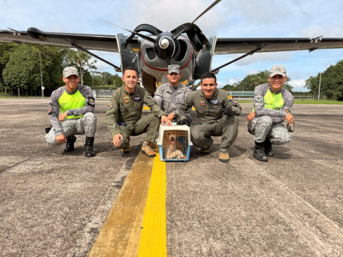 Poder aéreo rescata perrito en condiciones críticas en el Amazonas 