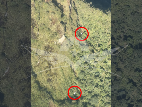 Activados protocolos de búsqueda y salvamento de la aeronave Cessna T-206