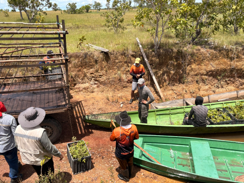Compensación ambiental fortalece ecosistemas del Vichada con la siembra de 3.000 arboles