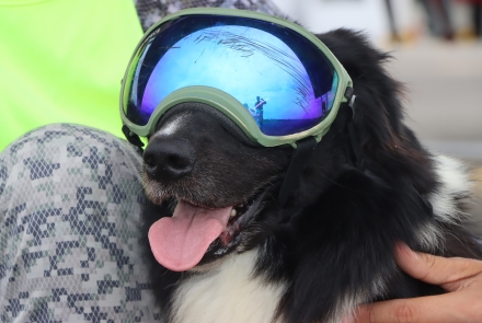 ‘Connor’ el primer canino de la Fuerza Aérea que ayuda al control aviar 
