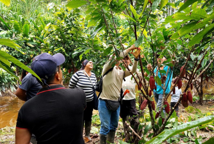 Producción de cacao: Una ruta hacia la economía legal en Caquetá