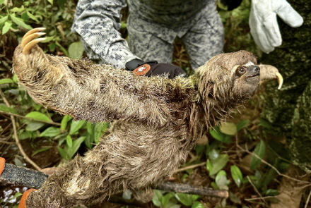 Rescate oportuno a oso perezoso llevado por la corriente del río Caquetá