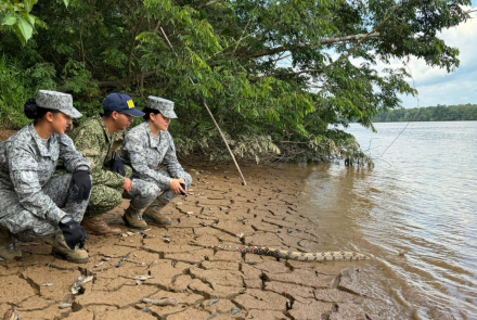Reubicación de boa constrictor reafirma compromiso ambiental interinstitucional en el Caquetá 