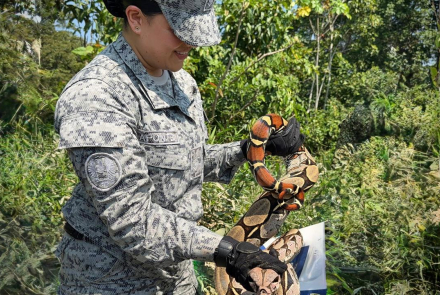 Acción conjunta facilita el control y reubicación de serpiente en el Caquetá