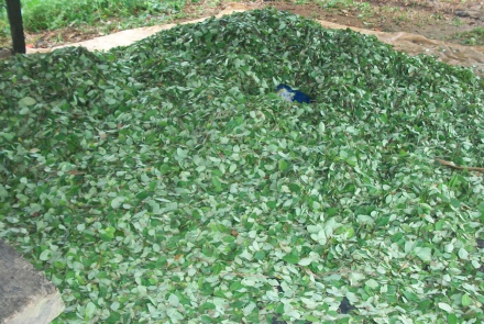 Laboratorio para procesamiento de coca fue destruido en Cumaribo, Vichada.