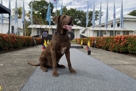 Tres caninos militares culminaron su servicio activo en el Comando Aéreo de Combate No. 4
