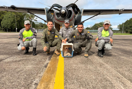 Poder aéreo rescata perrito en condiciones críticas en el Amazonas 