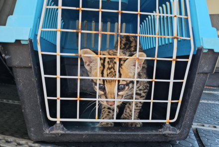Un vuelo por la vida de un tigrillo silvestre